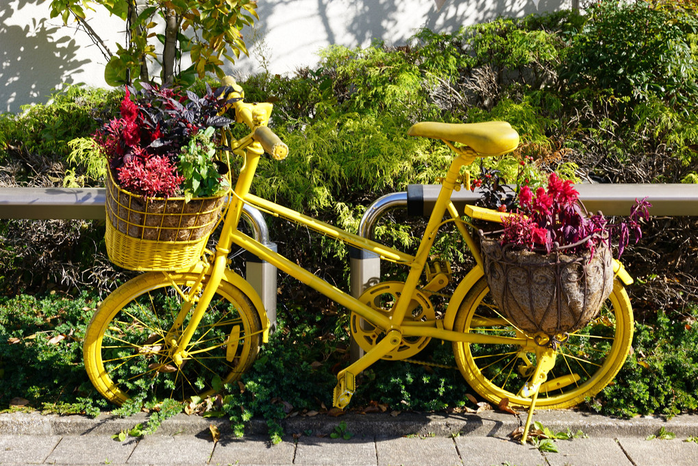 秋の花と黄色い自転車