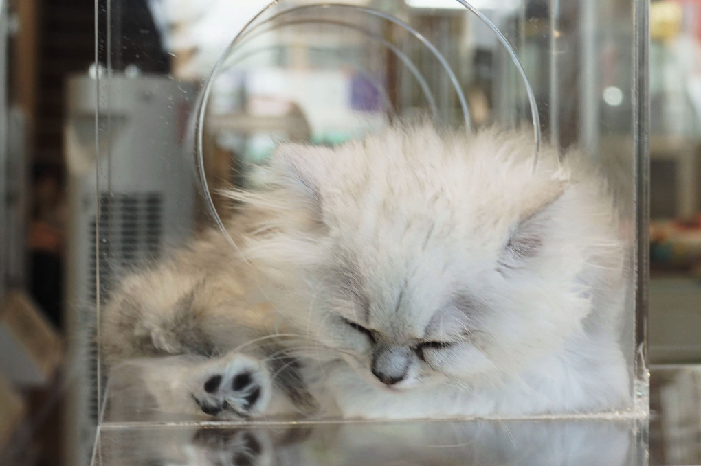 ガラスの向こうの眠れる子猫