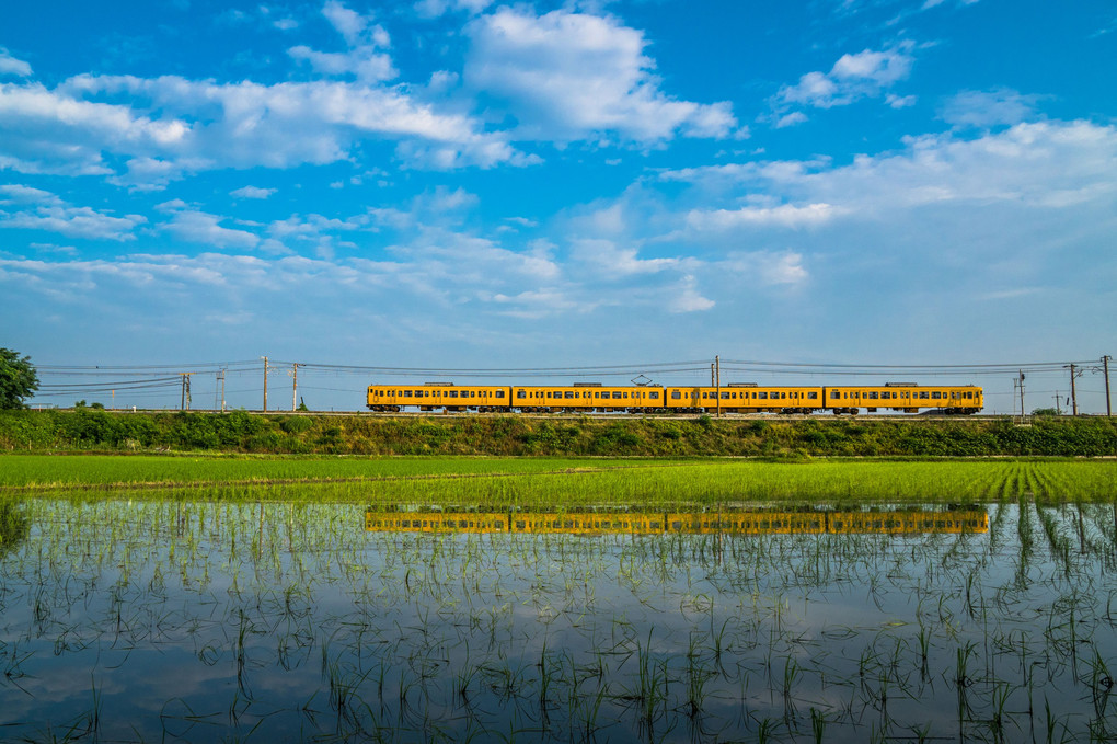 Mass of rice field