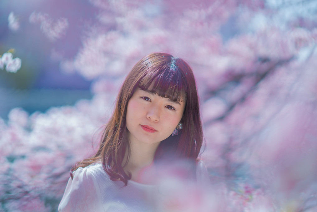 2018 Sakura full bloom