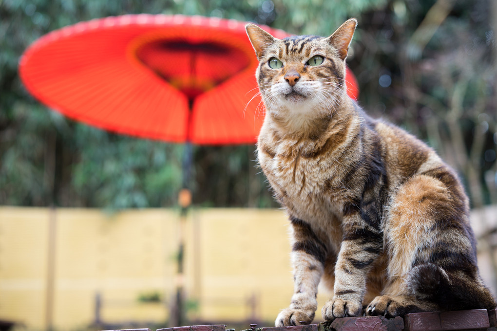 猫茶屋