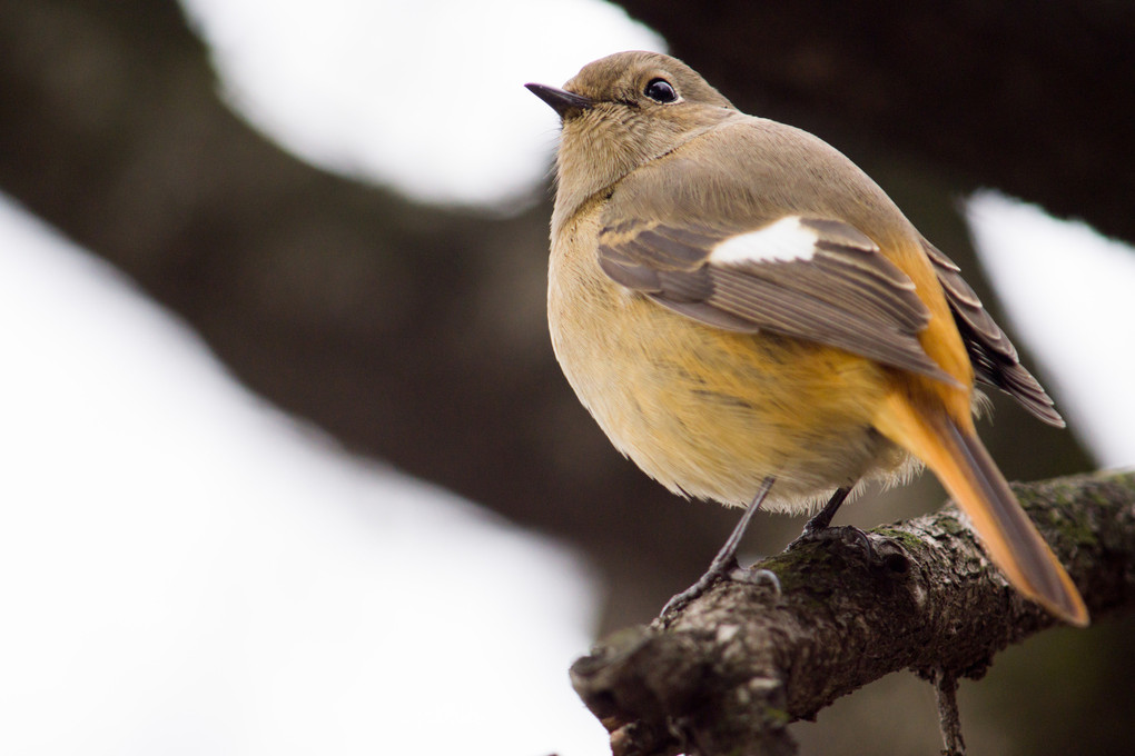 まん丸ジョウビタキ♀