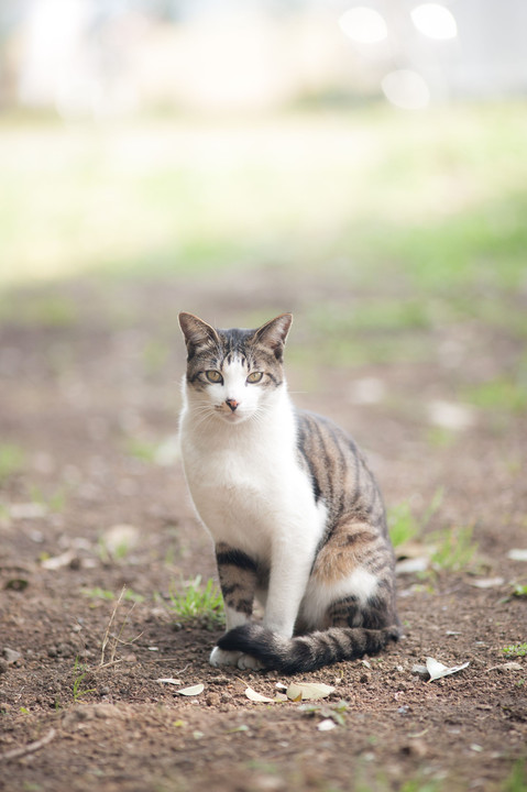 ねこ