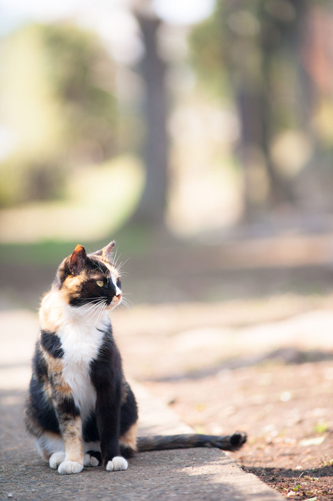  猫写真の詰合せ ～猫の日スペシャル2018～