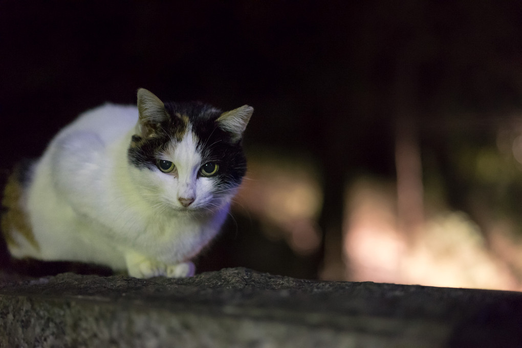 猫写真の詰合せ  ～猫の日スペシャル～