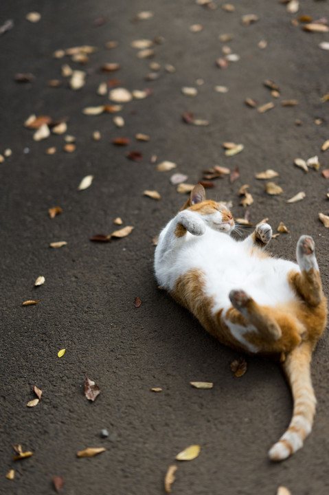 ねこがねころんだ