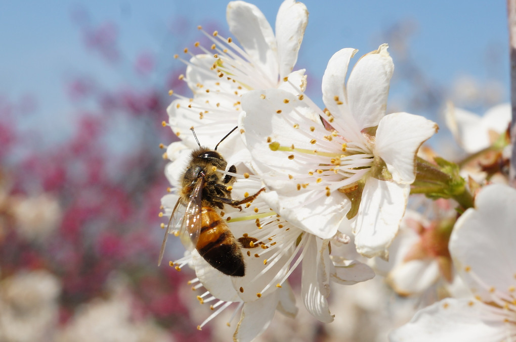 セイヨウミツバチ　満開の白梅に