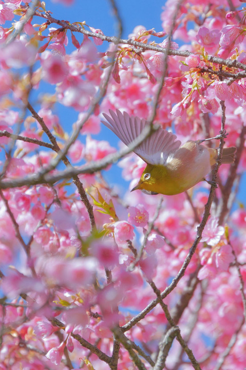桜の中のパサジロー