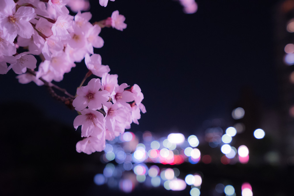夜桜に魅せられて　二の巻