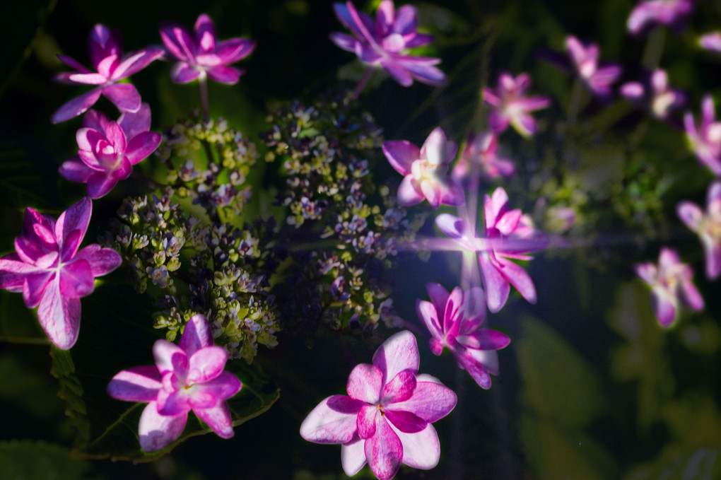 紫陽花ものがたり　－変化ー