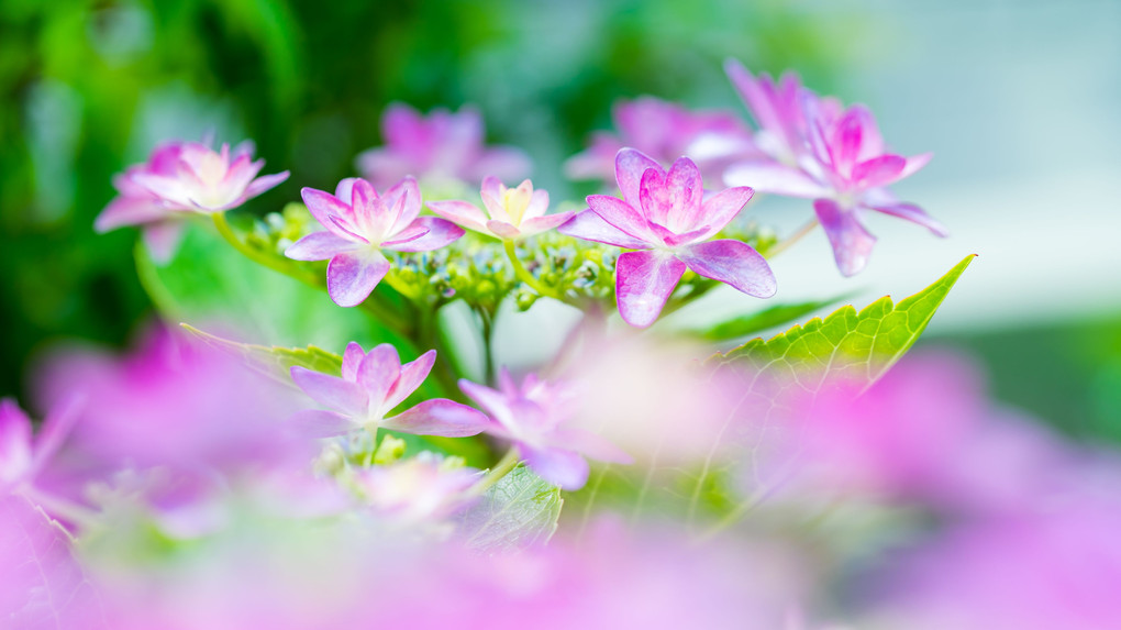 紫陽花ものがたり　－変化ー