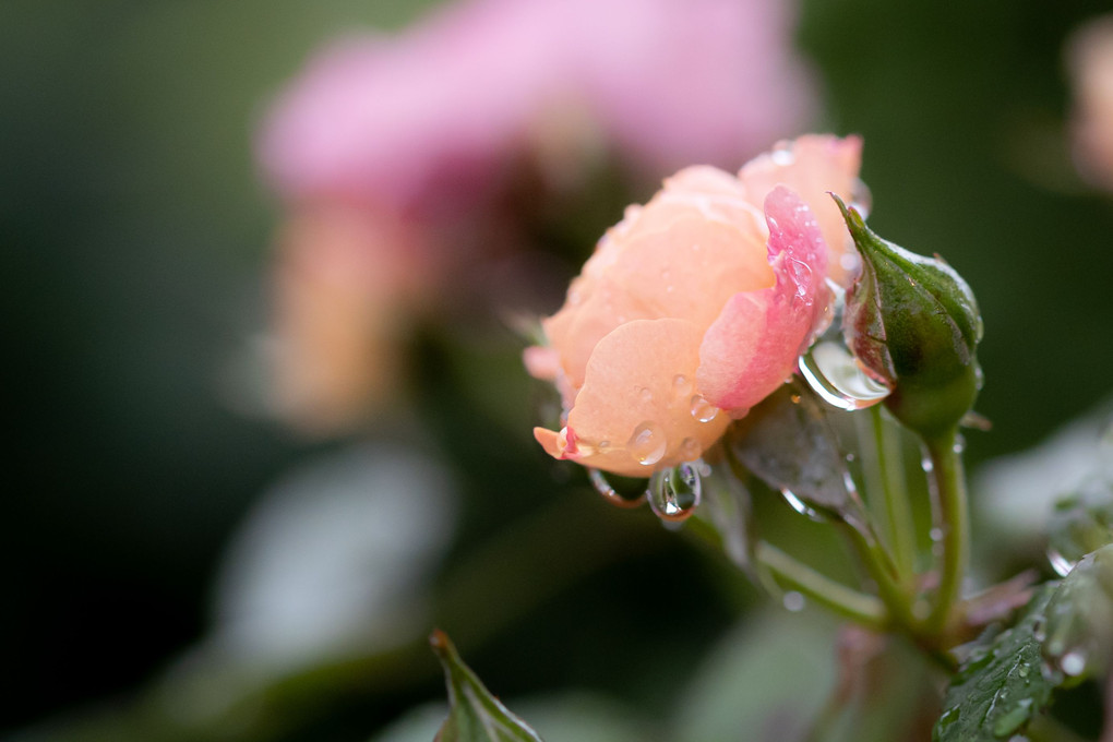 雨の庭先