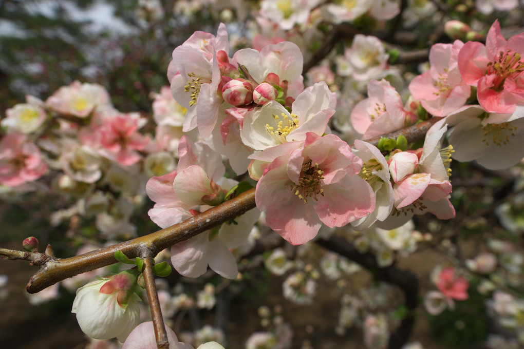 ボケの花