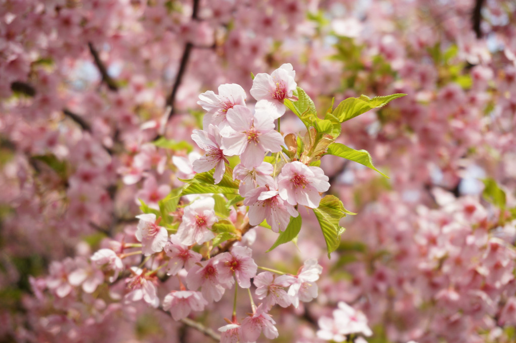 河津桜