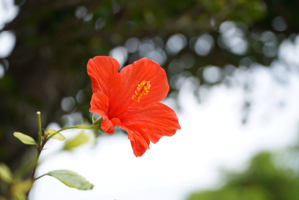 沖縄の花など
