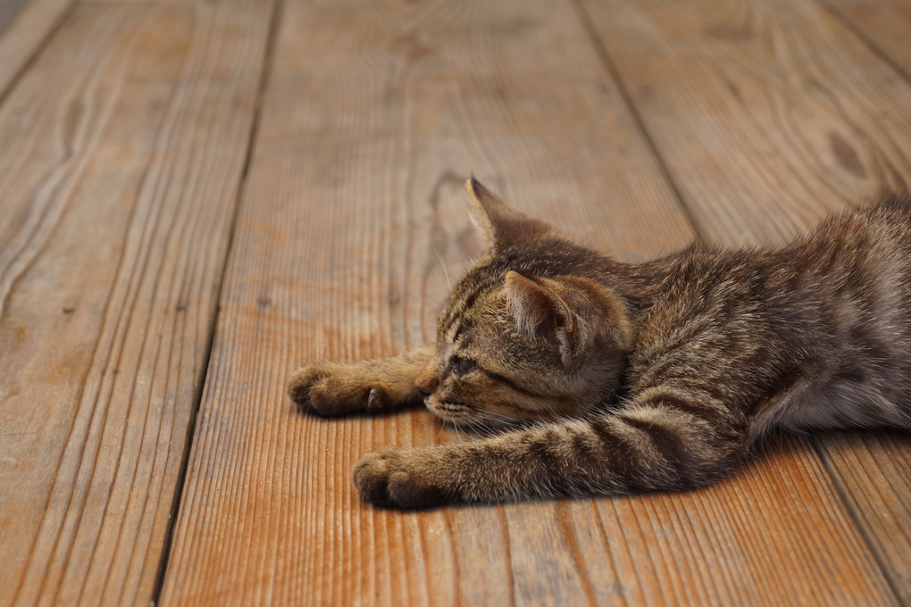 野良猫