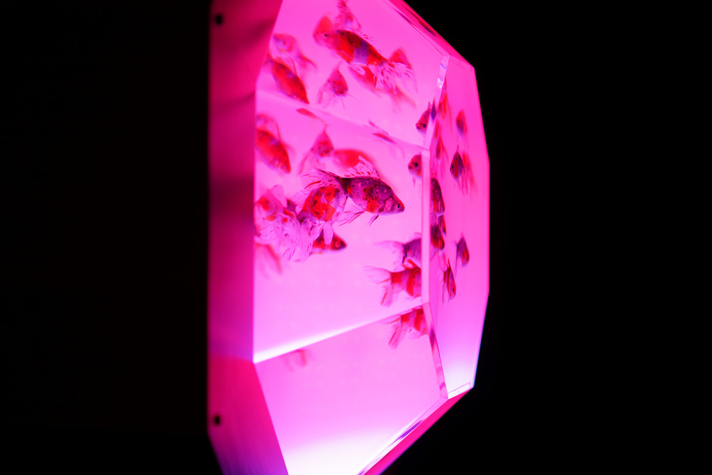 Pink Jewel：アートアクアリウム　vol2:#2