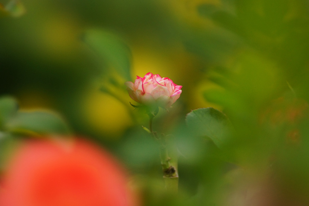 茂みの中に：Autumn Rose #3