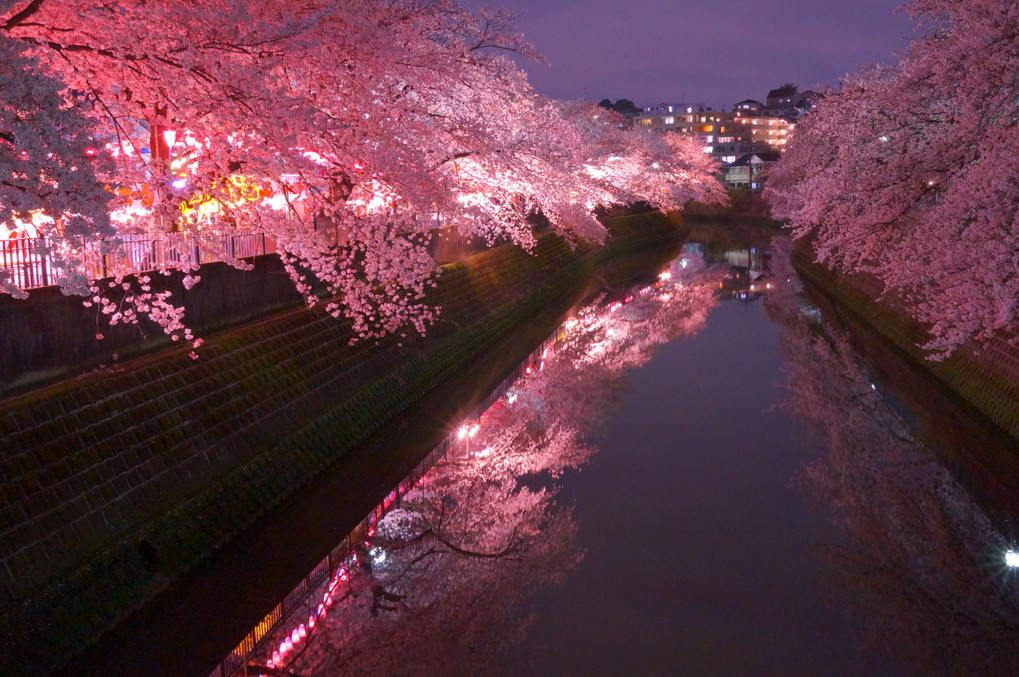 大岡川の夜桜さんぽ