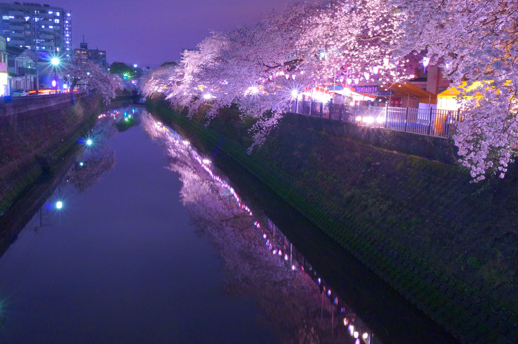 大岡川の夜桜さんぽ