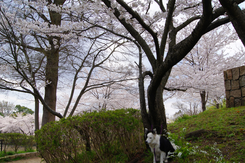 桜の下を歩く