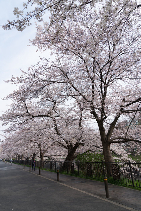 2017桜