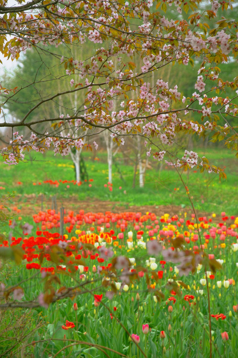 十勝の風景1592　紫竹ガーデンの春
