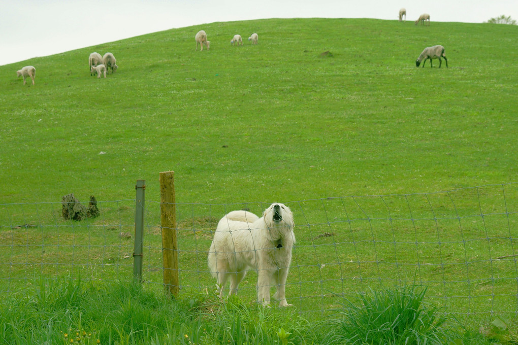 十勝の風景1593　羊を守る白い犬