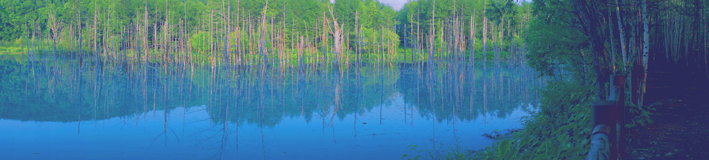 美瑛の風景　青い池