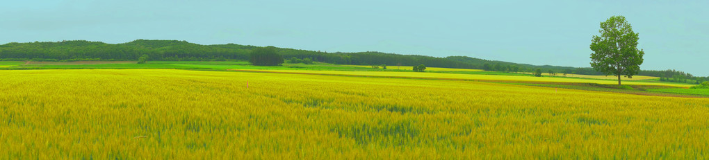 十勝の風景1627　雨上がりの麦畑