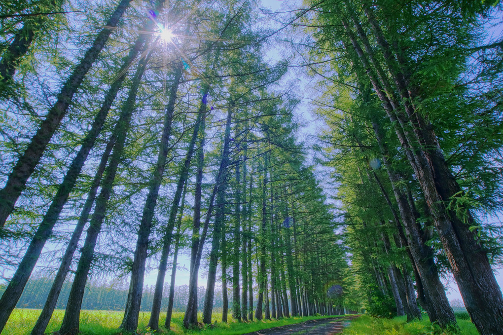 十勝の風景1634　雨上がりの並木道