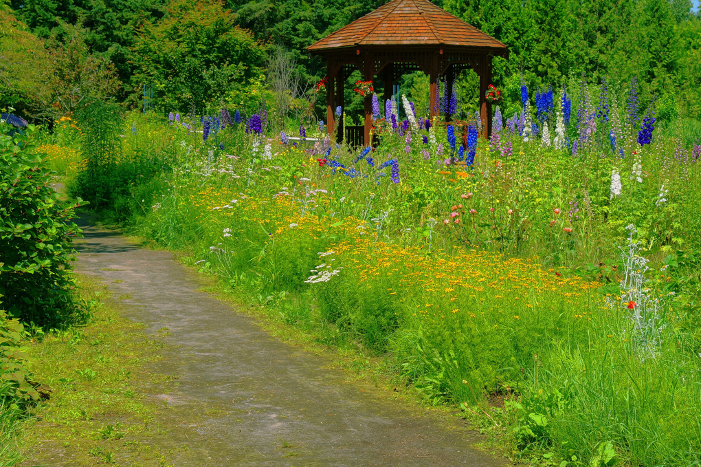 十勝の風景1636　紫竹ガーデンの７月