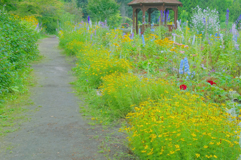 十勝の風景1667　紫竹ガーデンの夏2