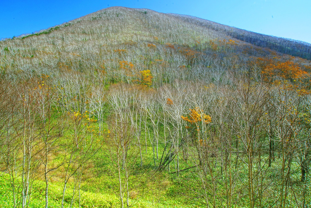 十勝の風景1435　扇山の秋2