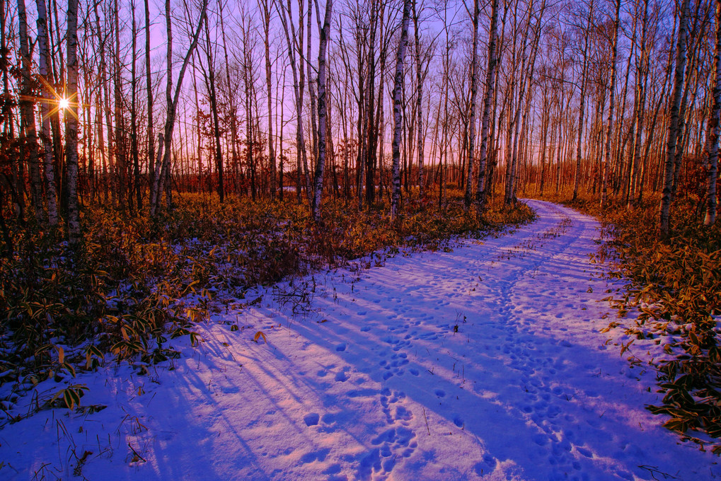 十勝の風景1503　冬の森