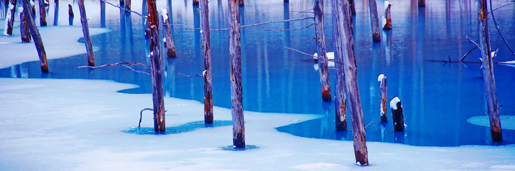 美瑛の風景1522　青い池