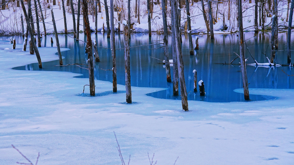 美瑛の風景1523　青い池