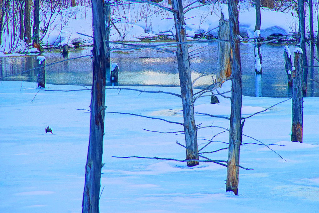 美瑛の風景1524　青い池