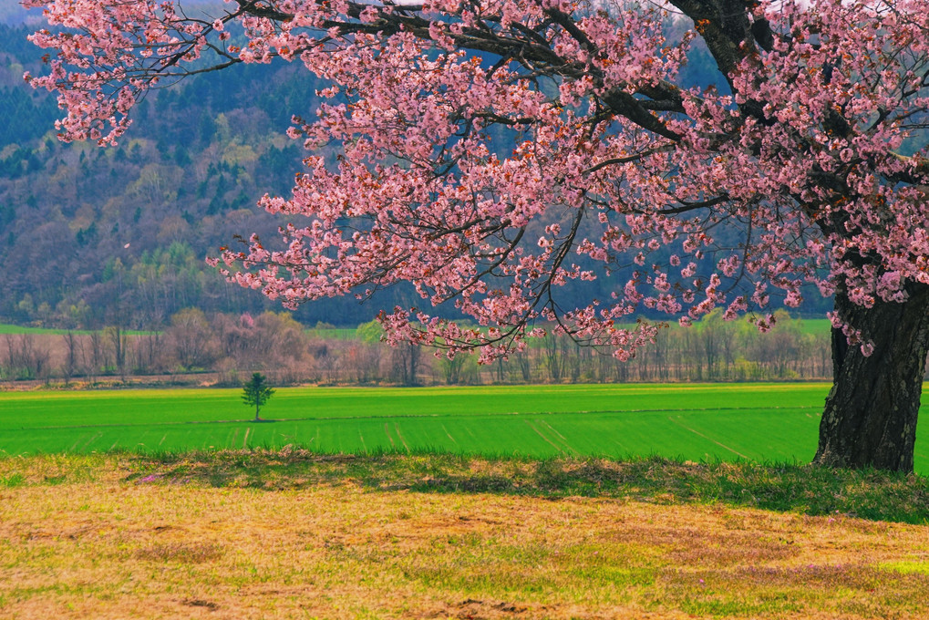 津別町の桜