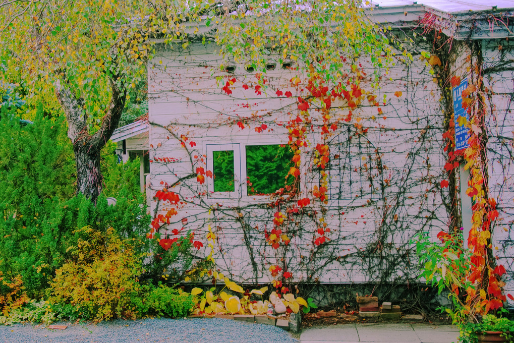 十勝の風景1413　真鍋庭園の秋