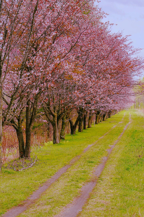 十勝の風景1867　十勝の桜並木