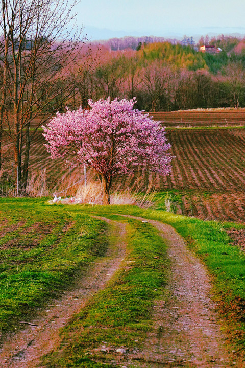 十勝の風景1891　山の一本桜