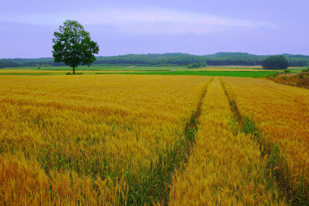 十勝の風景1389　刈取り寸前の麦畑
