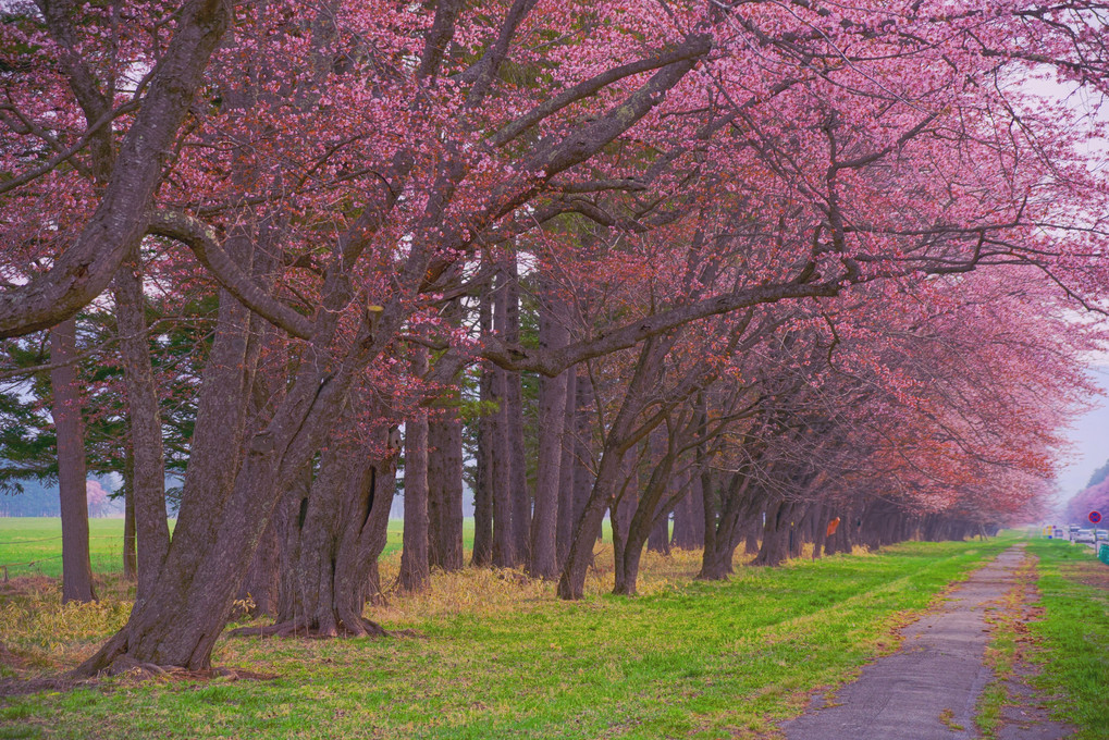 日高の風景　静内二十間道路桜並木
