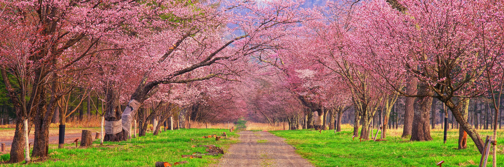 日高の風景　静内二十間道路桜並木2p