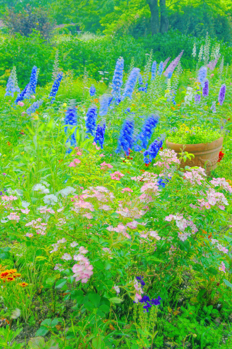 十勝の風景1365　紫竹ガーデンの7月　3
