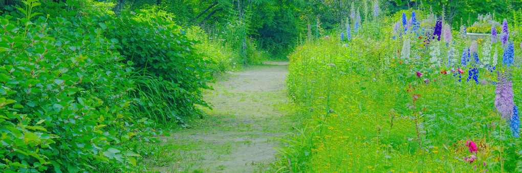 十勝の風景1366　紫竹ガーデンの7月　4