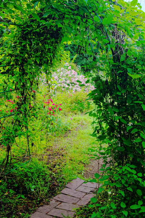 十勝の風景1367　紫竹ガーデンの7月　5