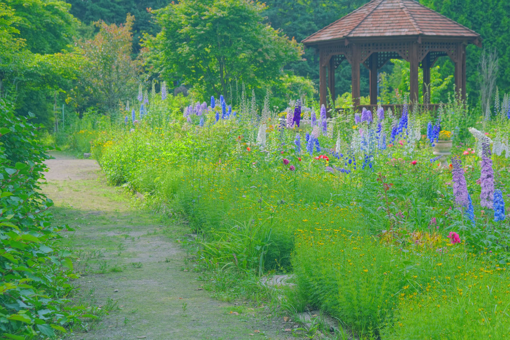 十勝の風景1368　紫竹ガーデンの7月　6