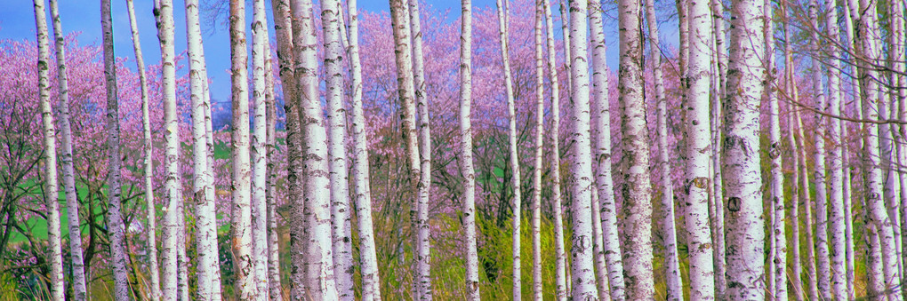 十勝の風景1568  白樺並木と桜
